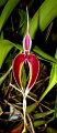 Bulbophyllum masdevalliaceum (1)